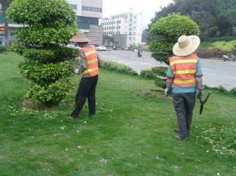 園林綠化施工、養護,草皮銷售及種植,園區、市政等改造工程