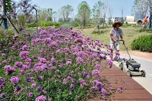 阜陽這個游園,預計月底開放