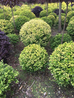 基地直供私家花園景觀造型綠化苗木、園林綠化工程施工