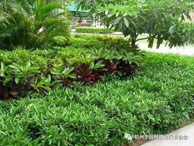 【工程施工】干貨!園林綠化種植技術17問