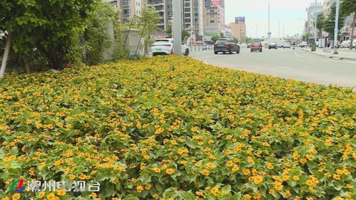 上新 了 16萬(wàn)株時(shí)花扮靚鳳城迎 雙節(jié)