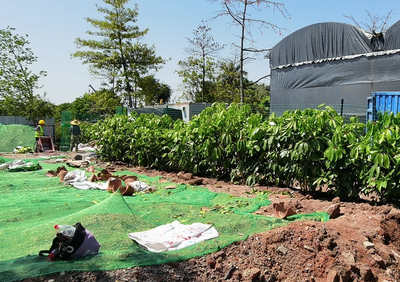 對于園林綠化工程款拖欠的問題解決對策如下